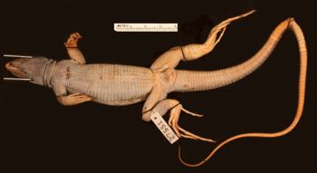 Media type: image;   Herpetology R-27551